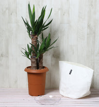 画像をギャラリービューアに読み込む, ユッカ・エレファンティペス(青年の木) 7号 鉢カバー「Re:af®」セット