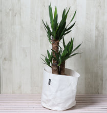 画像をギャラリービューアに読み込む, ユッカ・エレファンティペス(青年の木) 7号 鉢カバー「Re:af®」セット