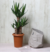 画像をギャラリービューアに読み込む, ユッカ・エレファンティペス(青年の木) 7号 鉢カバー「Re:af®」セット