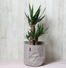 画像をギャラリービューアに読み込む, ユッカ・エレファンティペス(青年の木) 7号 鉢カバー「Re:af®」セット