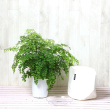 画像をギャラリービューアに読み込む, アジアンタム・フラグランス 5号 鉢カバー「Re:af®」セット