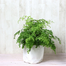 画像をギャラリービューアに読み込む, アジアンタム・フラグランス 5号 鉢カバー「Re:af®」セット