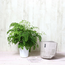 画像をギャラリービューアに読み込む, アジアンタム・フラグランス 5号 鉢カバー「Re:af®」セット