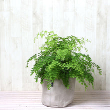 画像をギャラリービューアに読み込む, アジアンタム・フラグランス 5号 鉢カバー「Re:af®」セット