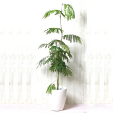 画像をギャラリービューアに読み込む, ネムノキ エバーフレッシュ 7号