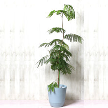 画像をギャラリービューアに読み込む, ネムノキ エバーフレッシュ 7号