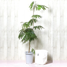 画像をギャラリービューアに読み込む, ネムノキ エバーフレッシュ 7号 鉢カバー「Re:af®」セット