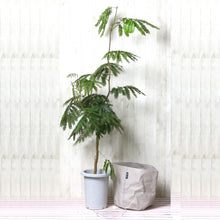 画像をギャラリービューアに読み込む, ネムノキ エバーフレッシュ 7号 鉢カバー「Re:af®」セット