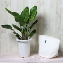 画像をギャラリービューアに読み込む, ストレリチア・オーガスタ 7号 鉢カバー「Re:af®」セット