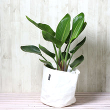 画像をギャラリービューアに読み込む, ストレリチア・オーガスタ 7号 鉢カバー「Re:af®」セット