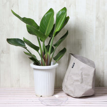 画像をギャラリービューアに読み込む, ストレリチア・オーガスタ 7号 鉢カバー「Re:af®」セット