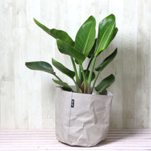 画像をギャラリービューアに読み込む, ストレリチア・オーガスタ 7号 鉢カバー「Re:af®」セット