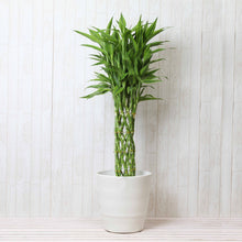 画像をギャラリービューアに読み込む, ミリオンバンブー 7号 鉢カバーセット ギフトにおすすめ