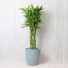 画像をギャラリービューアに読み込む, ミリオンバンブー 7号 鉢カバーセット ギフトにおすすめ