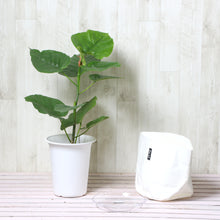 画像をギャラリービューアに読み込む, フィカス・ウンベラータ 6号 鉢カバー「Re:af®」セット