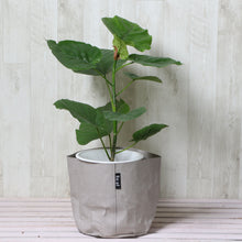 画像をギャラリービューアに読み込む, フィカス・ウンベラータ 6号 鉢カバー「Re:af®」セット