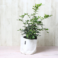 画像をギャラリービューアに読み込む, シルクジャスミン(月橘・ゲッキツ) 6号 鉢カバー「Re:af®」セット