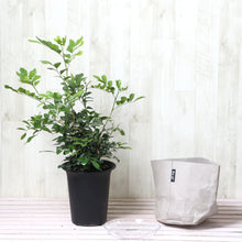 画像をギャラリービューアに読み込む, シルクジャスミン(月橘・ゲッキツ) 6号 鉢カバー「Re:af®」セット