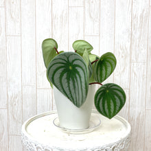 画像をギャラリービューアに読み込む, 【予約商品:5/24発送】ペペロミア・サンデルシー 4号 スイカペペ