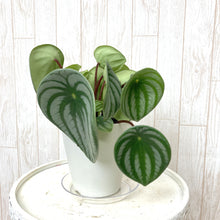 画像をギャラリービューアに読み込む, 【予約商品:5/24発送】ペペロミア・サンデルシー 4号 スイカペペ