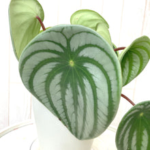 画像をギャラリービューアに読み込む, 【予約商品:5/24発送】ペペロミア・サンデルシー 4号 スイカペペ