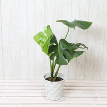 画像をギャラリービューアに読み込む, モンステラ・デリシオサ 5号