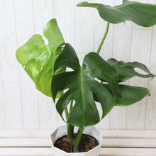 画像をギャラリービューアに読み込む, モンステラ・デリシオサ 5号