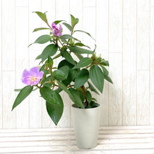 画像をギャラリービューアに読み込む, ノボタン・ピンクフラッシュ(シコン/野牡丹) 4号