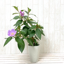 画像をギャラリービューアに読み込む, ノボタン・ピンクフラッシュ(シコン/野牡丹) 4号