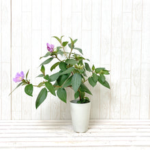 画像をギャラリービューアに読み込む, ノボタン・ピンクフラッシュ(シコン/野牡丹) 4号