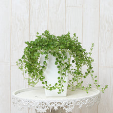 画像をギャラリービューアに読み込む, ペペロミア・イザベル 4号