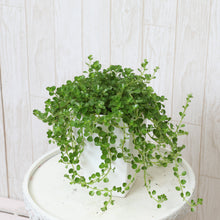 画像をギャラリービューアに読み込む, ペペロミア・イザベル 4号