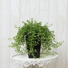 画像をギャラリービューアに読み込む, ペペロミア・イザベル 4号