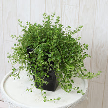 画像をギャラリービューアに読み込む, ペペロミア・イザベル 4号