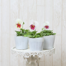 画像をギャラリービューアに読み込む, 【予約商品:11/2まで】パンジー・イチゴちゃん 花苗 3ポットセット