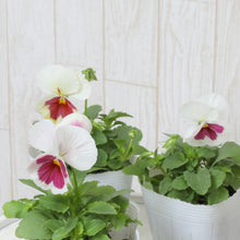 画像をギャラリービューアに読み込む, 【予約商品:11/2まで】パンジー・イチゴちゃん 花苗 3ポットセット