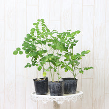 画像をギャラリービューアに読み込む, 【予約商品:7/5発送】モリンガ(ワサビノキ) 3号 3ポットセット スーパーフード ※TVでも紹介されました!