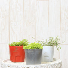 画像をギャラリービューアに読み込む, ベンケイソウ 3種(セダム・万年草、リトルミッシー) 3ポットセット