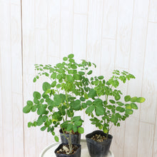 画像をギャラリービューアに読み込む, 【予約商品:7/5発送】モリンガ(ワサビノキ) 3号 3ポットセット スーパーフード ※TVでも紹介されました!