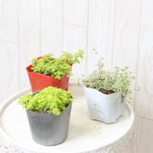 画像をギャラリービューアに読み込む, ベンケイソウ 3種(セダム・万年草、リトルミッシー) 3ポットセット