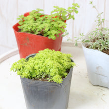 画像をギャラリービューアに読み込む, ベンケイソウ 3種(セダム・万年草、リトルミッシー) 3ポットセット