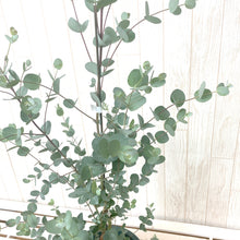 画像をギャラリービューアに読み込む, 【予約商品:11/18以降発送】ユーカリ・グニー 6号 1鉢