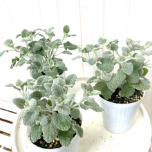 画像をギャラリービューアに読み込む, 【シルバーリーフ】バロータ 3ポットセット