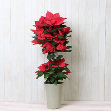 画像をギャラリービューアに読み込む, 【予約商品:11/24発送分】ポインセチア・イタリアンレッド 6号 2段スタンド仕立て