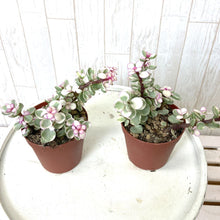 画像をギャラリービューアに読み込む, ポーチュラカリア・桃子の舞 多肉植物 2ポットセット