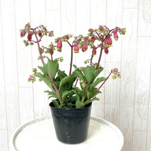 画像をギャラリービューアに読み込む, カランコエ・ウェンディー 花苗 3ポットセット