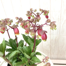 画像をギャラリービューアに読み込む, カランコエ・ウェンディー 花苗 3ポットセット