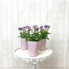 画像をギャラリービューアに読み込む, ネメシア・セブンスヘブン ブルーバイカラー 花苗 3ポットセット