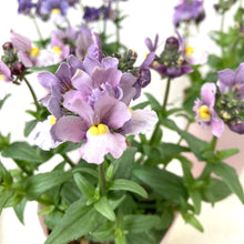 画像をギャラリービューアに読み込む, ネメシア・セブンスヘブン ブルーバイカラー 花苗 3ポットセット