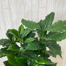 画像をギャラリービューアに読み込む, コーヒーの木 7号 1鉢